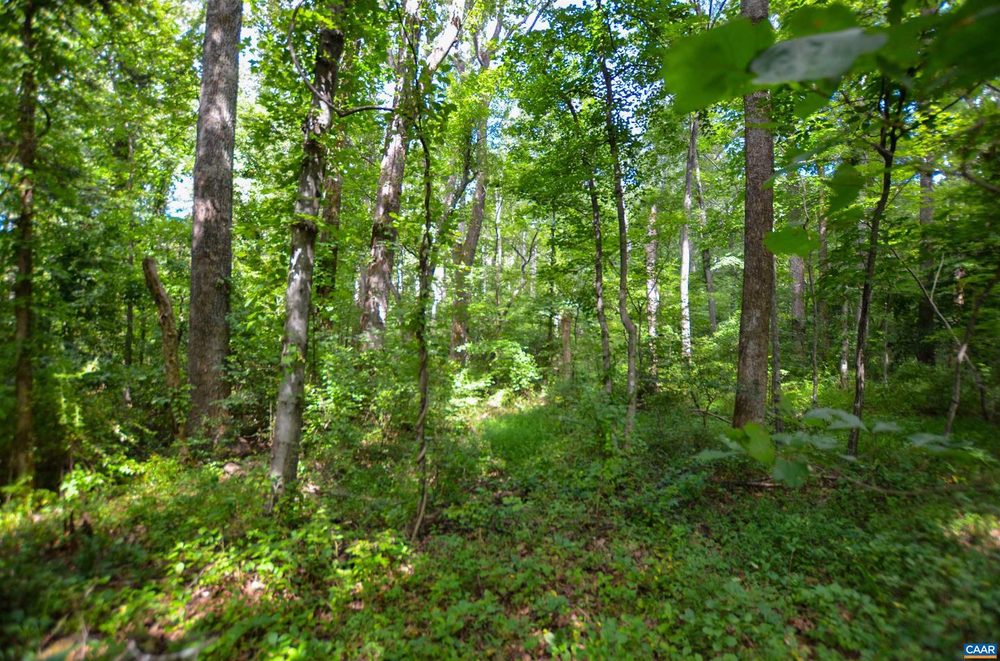 DUDLEY MOUNTAIN RD, NORTH GARDEN, Virginia 22959, ,Land,For sale,DUDLEY MOUNTAIN RD,667914 MLS # 667914
