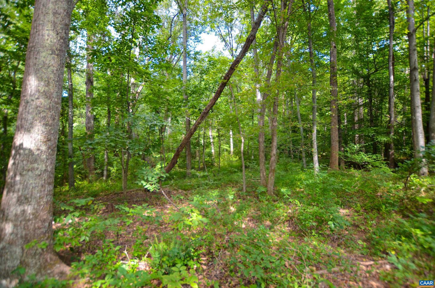 DUDLEY MOUNTAIN RD, NORTH GARDEN, Virginia 22959, ,Land,For sale,DUDLEY MOUNTAIN RD,667914 MLS # 667914