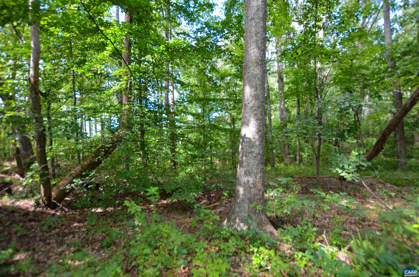 DUDLEY MOUNTAIN RD, NORTH GARDEN, Virginia 22959, ,Land,For sale,DUDLEY MOUNTAIN RD,667914 MLS # 667914