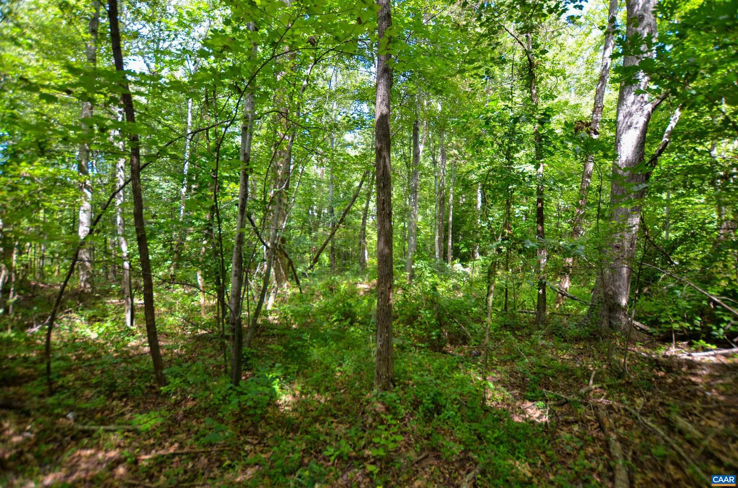 DUDLEY MOUNTAIN RD, NORTH GARDEN, Virginia 22959, ,Land,For sale,DUDLEY MOUNTAIN RD,667914 MLS # 667914