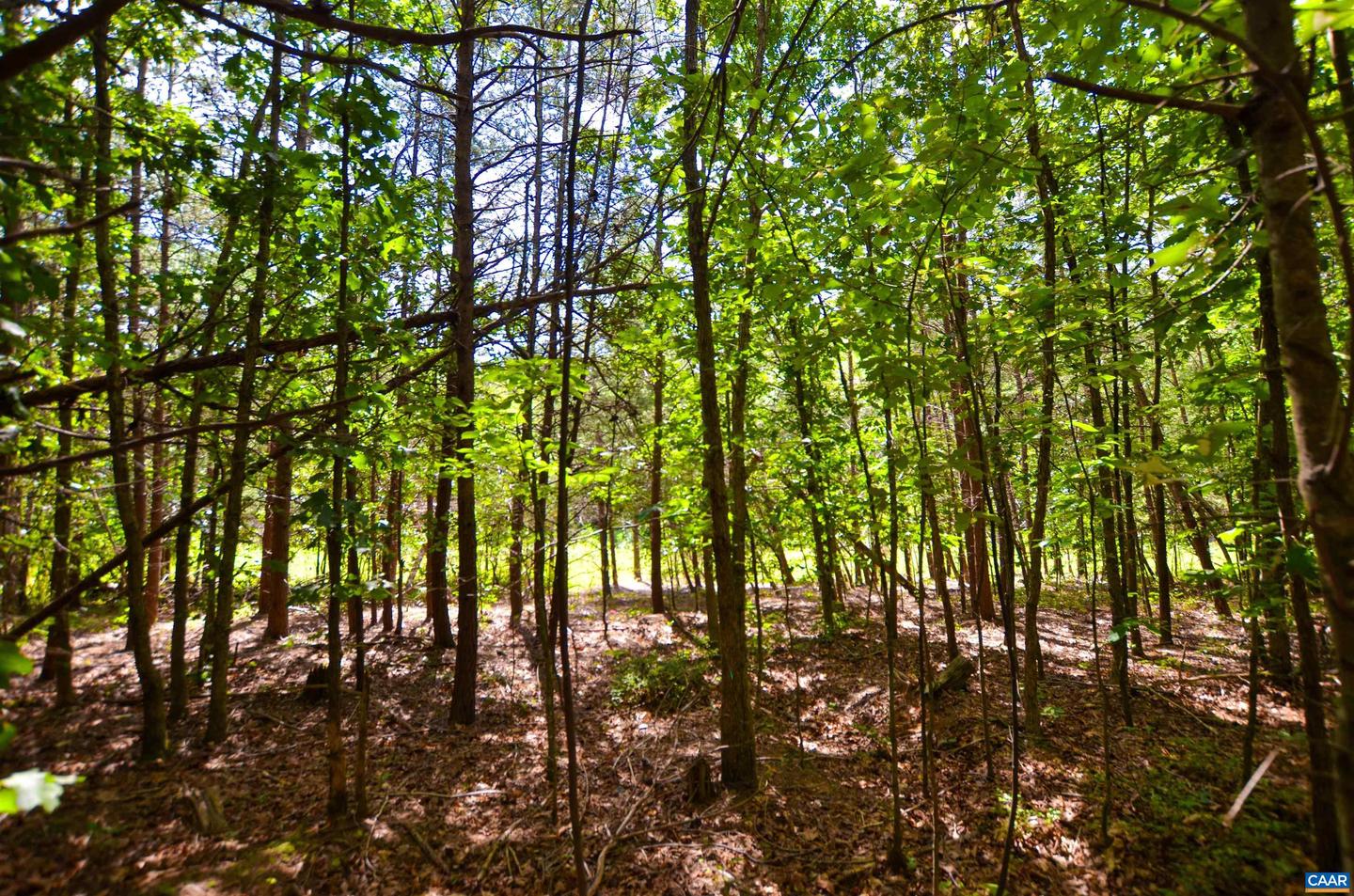 DUDLEY MOUNTAIN RD, NORTH GARDEN, Virginia 22959, ,Land,For sale,DUDLEY MOUNTAIN RD,667914 MLS # 667914