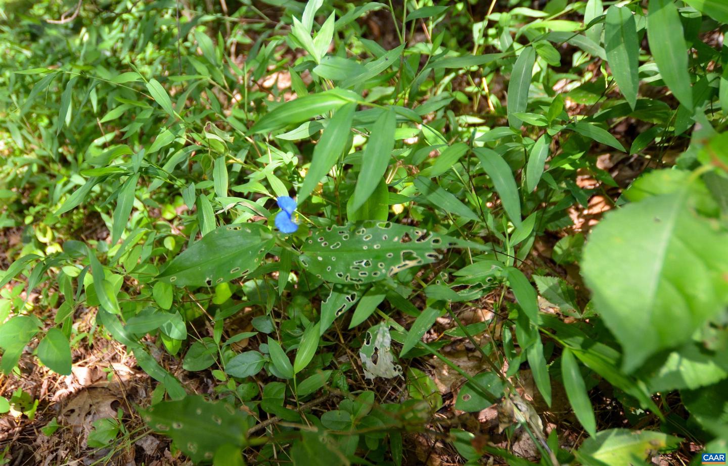 DUDLEY MOUNTAIN RD, NORTH GARDEN, Virginia 22959, ,Land,For sale,DUDLEY MOUNTAIN RD,667914 MLS # 667914