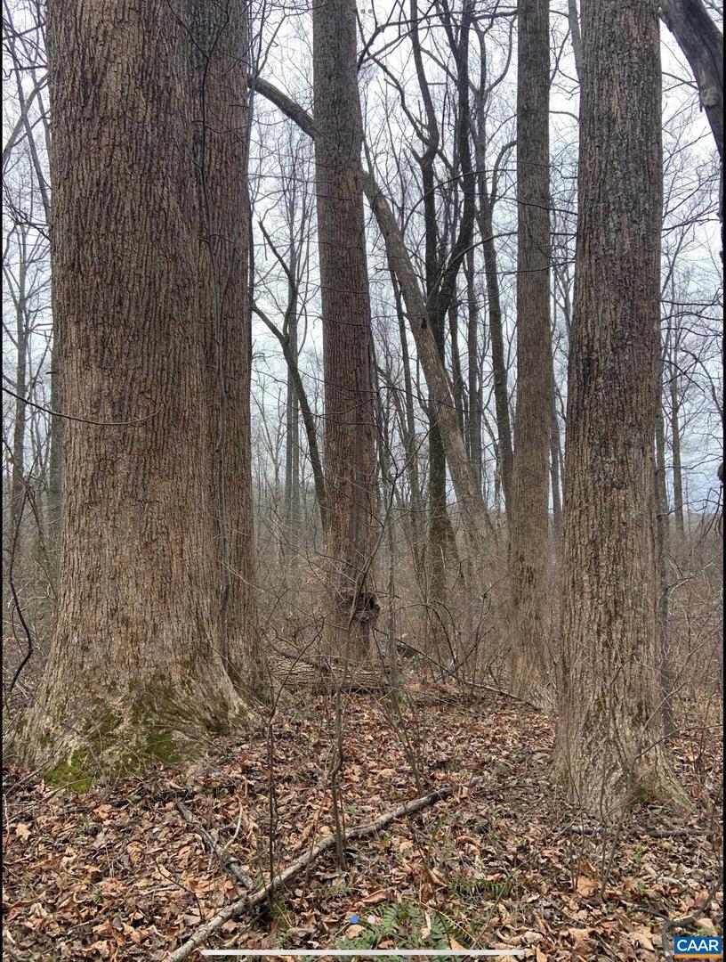 DUDLEY MOUNTAIN RD, NORTH GARDEN, Virginia 22959, ,Land,For sale,DUDLEY MOUNTAIN RD,667914 MLS # 667914