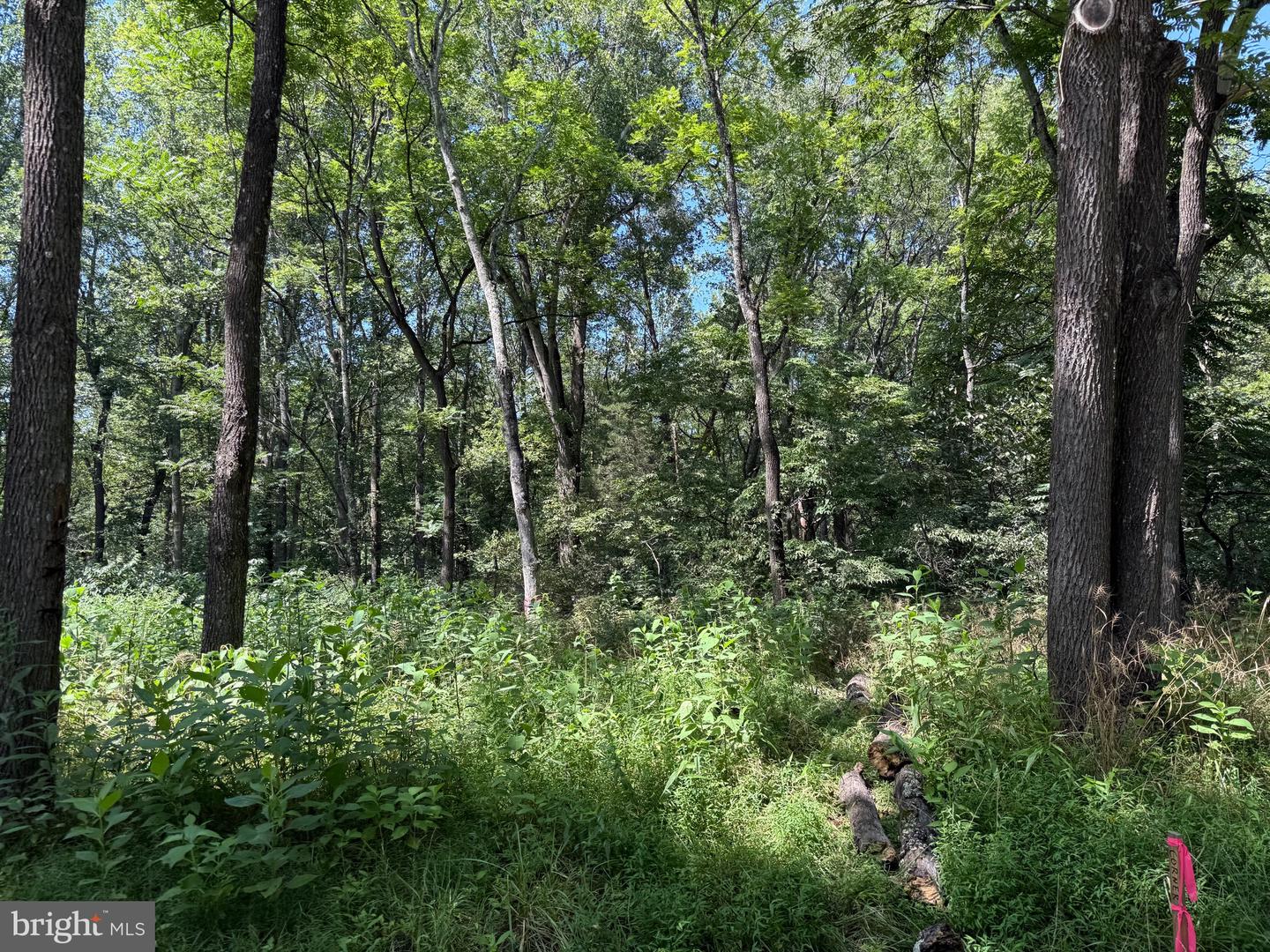 1 MAYS FARM RD, FOREST, Virginia 24551, ,Land,For sale,1 MAYS FARM RD,VABV2000230 MLS # VABV2000230