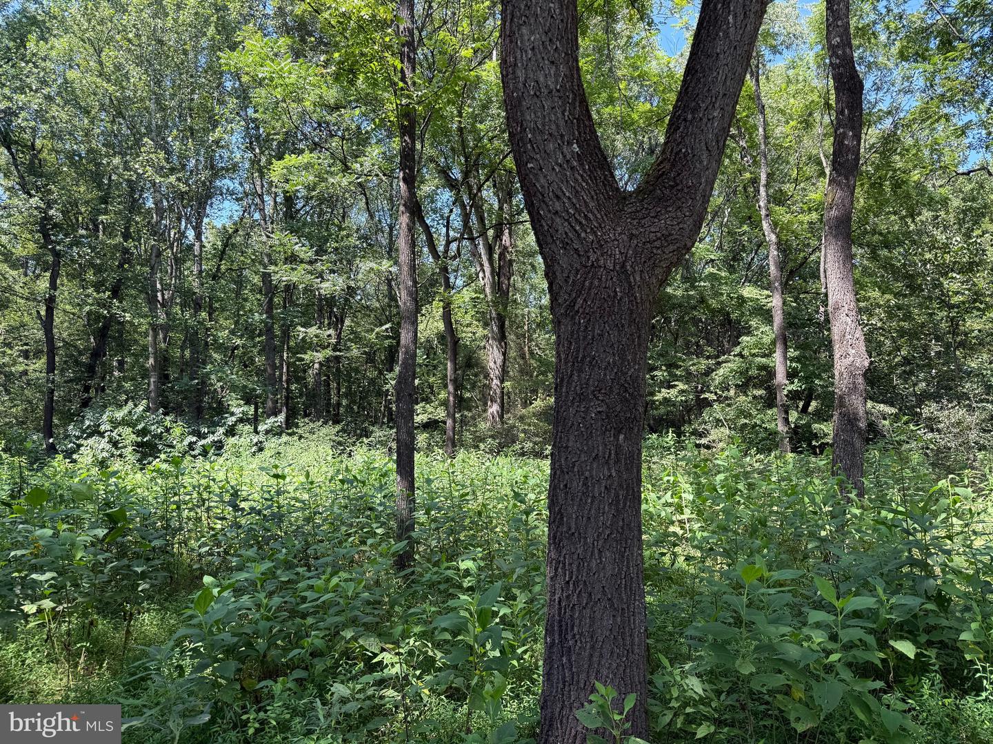 1 MAYS FARM RD, FOREST, Virginia 24551, ,Land,For sale,1 MAYS FARM RD,VABV2000230 MLS # VABV2000230
