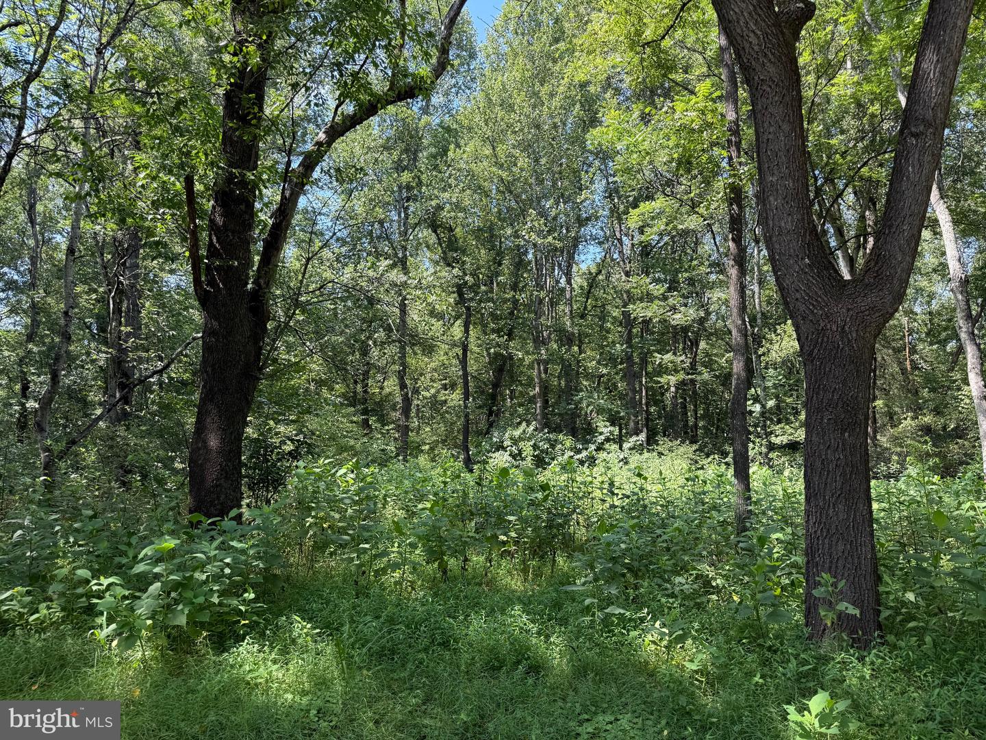 1 MAYS FARM RD, FOREST, Virginia 24551, ,Land,For sale,1 MAYS FARM RD,VABV2000230 MLS # VABV2000230