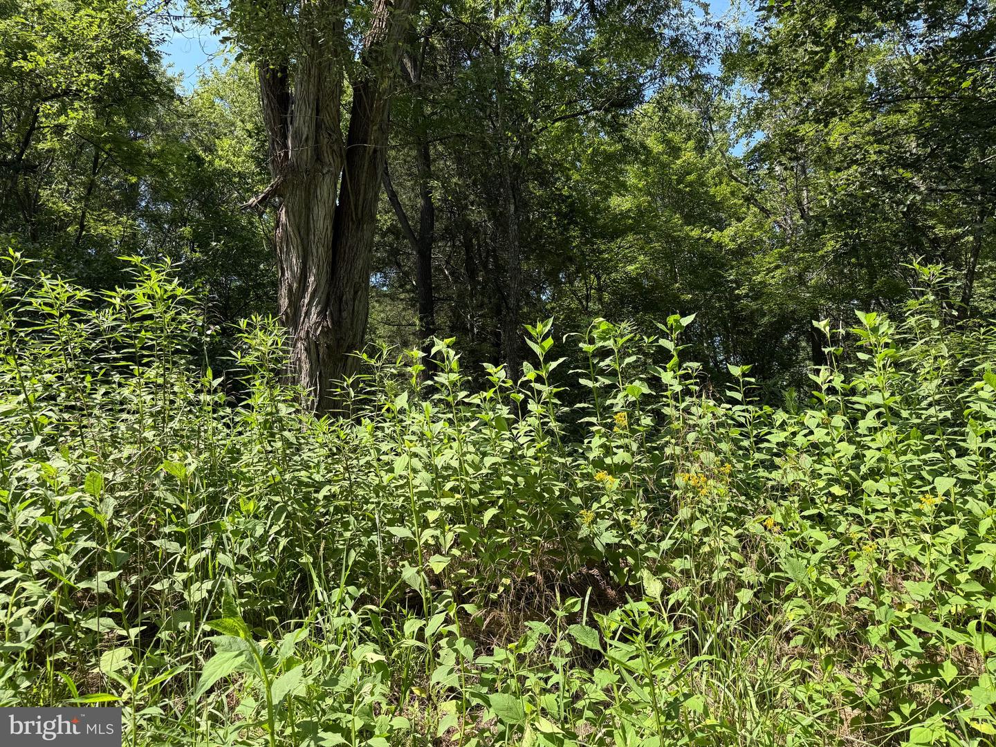 2 MAYS FARM RD, FOREST, Virginia 24551, ,Land,For sale,2 MAYS FARM RD,VABV2000232 MLS # VABV2000232
