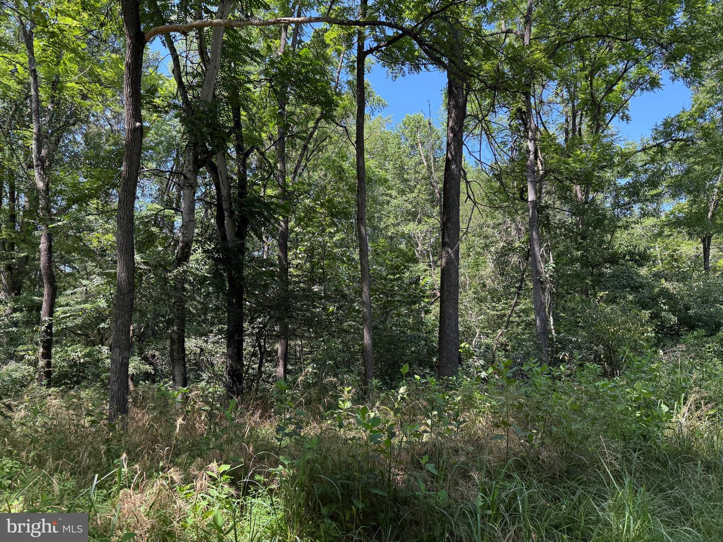 2 MAYS FARM RD, FOREST, Virginia 24551, ,Land,For sale,2 MAYS FARM RD,VABV2000232 MLS # VABV2000232