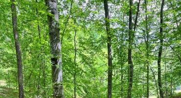 LOT 22 LONG BRANCH LN, STAFFORD, Virginia 22556, ,Land,For sale,LOT 22 LONG BRANCH LN,VAST2039196 MLS # VAST2039196