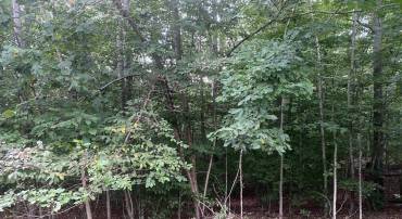 ARLANDA LN, CHARLOTTESVILLE, Virginia 22911, ,Land,For sale,ARLANDA LN,667939 MLS # 667939