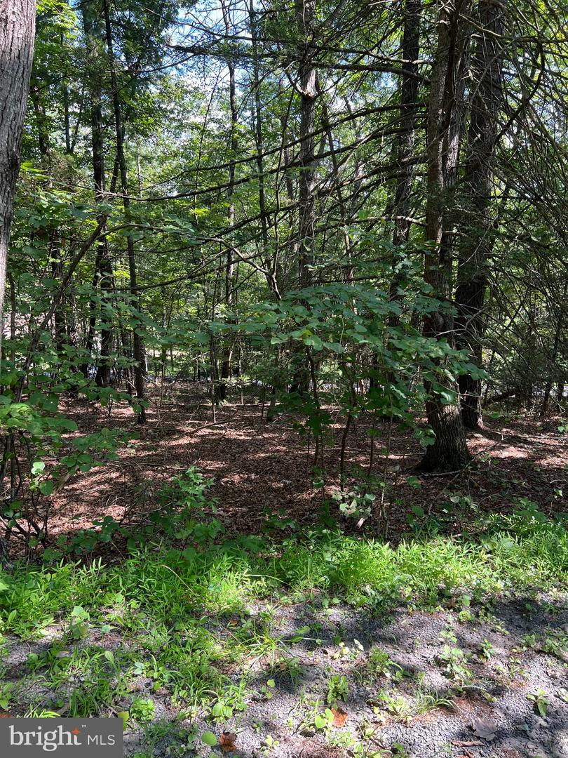0 CRABAPPLE, MOUNT JACKSON, Virginia 22842, ,Land,For sale,0 CRABAPPLE,VASH2012222 MLS # VASH2012222