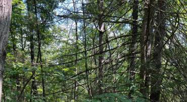 0 CRABAPPLE, MOUNT JACKSON, Virginia 22842, ,Land,For sale,0 CRABAPPLE,VASH2012222 MLS # VASH2012222