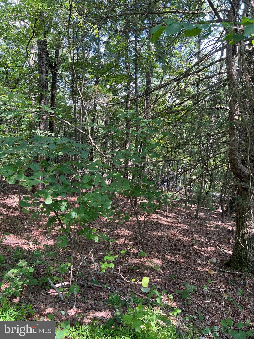 0 CRABAPPLE, MOUNT JACKSON, Virginia 22842, ,Land,For sale,0 CRABAPPLE,VASH2012224 MLS # VASH2012224