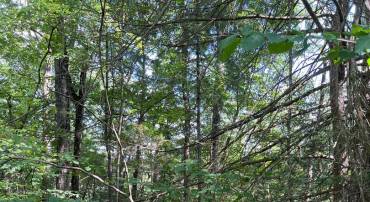 0 CRABAPPLE, MOUNT JACKSON, Virginia 22842, ,Land,For sale,0 CRABAPPLE,VASH2012224 MLS # VASH2012224