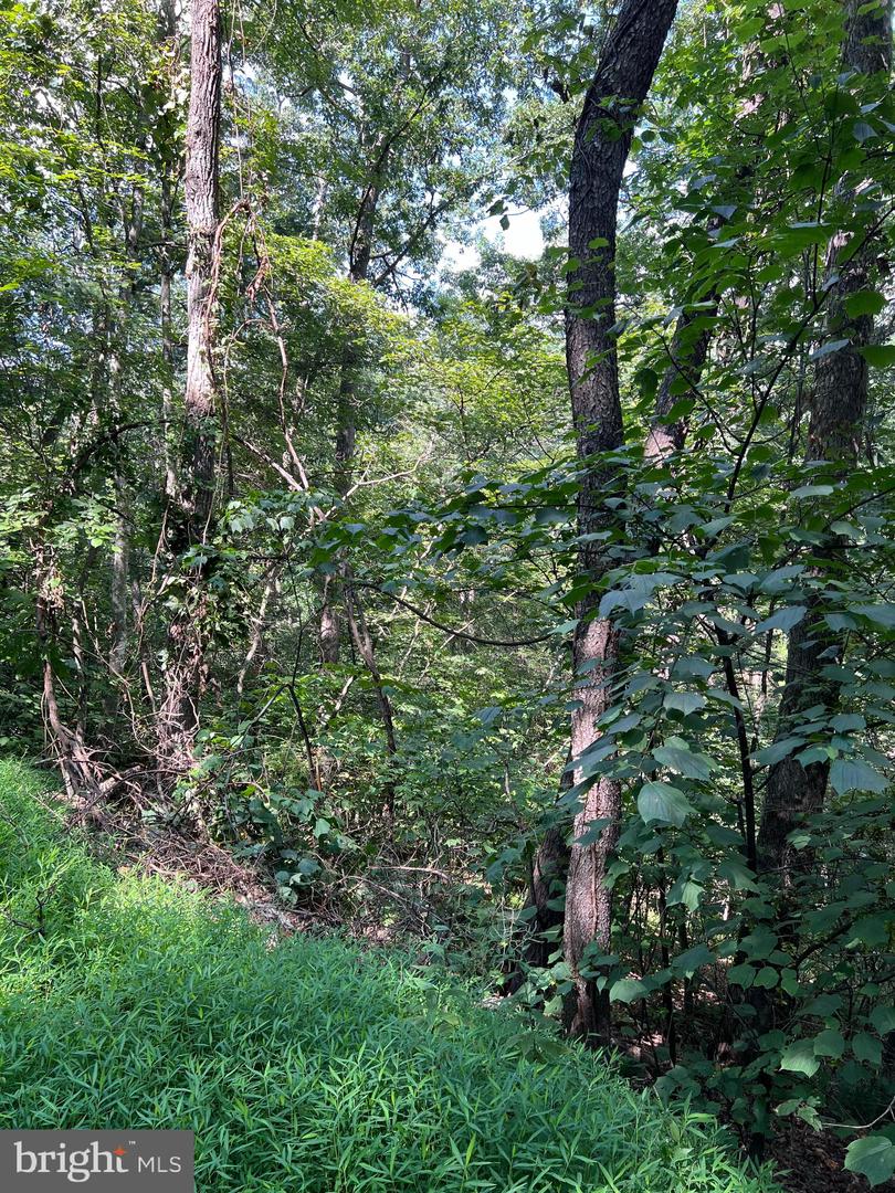 0 CRABAPPLE, MOUNT JACKSON, Virginia 22842, ,Land,For sale,0 CRABAPPLE,VASH2012226 MLS # VASH2012226