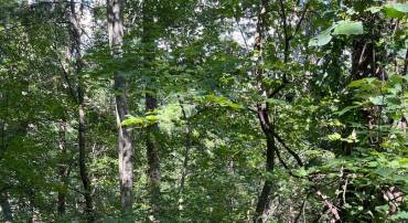 0 CRABAPPLE, MOUNT JACKSON, Virginia 22842, ,Land,For sale,0 CRABAPPLE,VASH2012226 MLS # VASH2012226