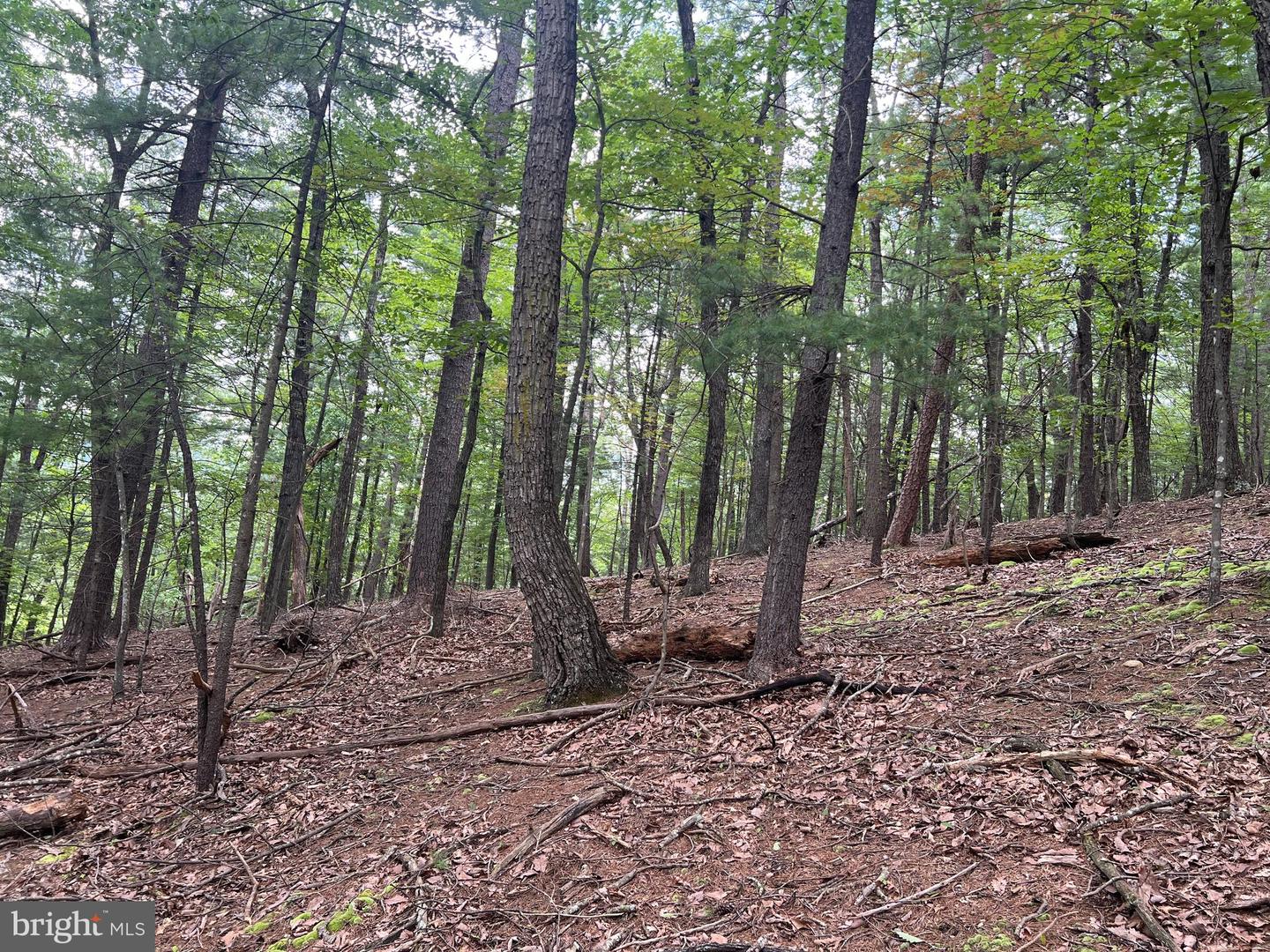 TIMBER RIDGE, MOUNT JACKSON, Virginia 22842, ,Land,For sale,TIMBER RIDGE,VASH2012276 MLS # VASH2012276