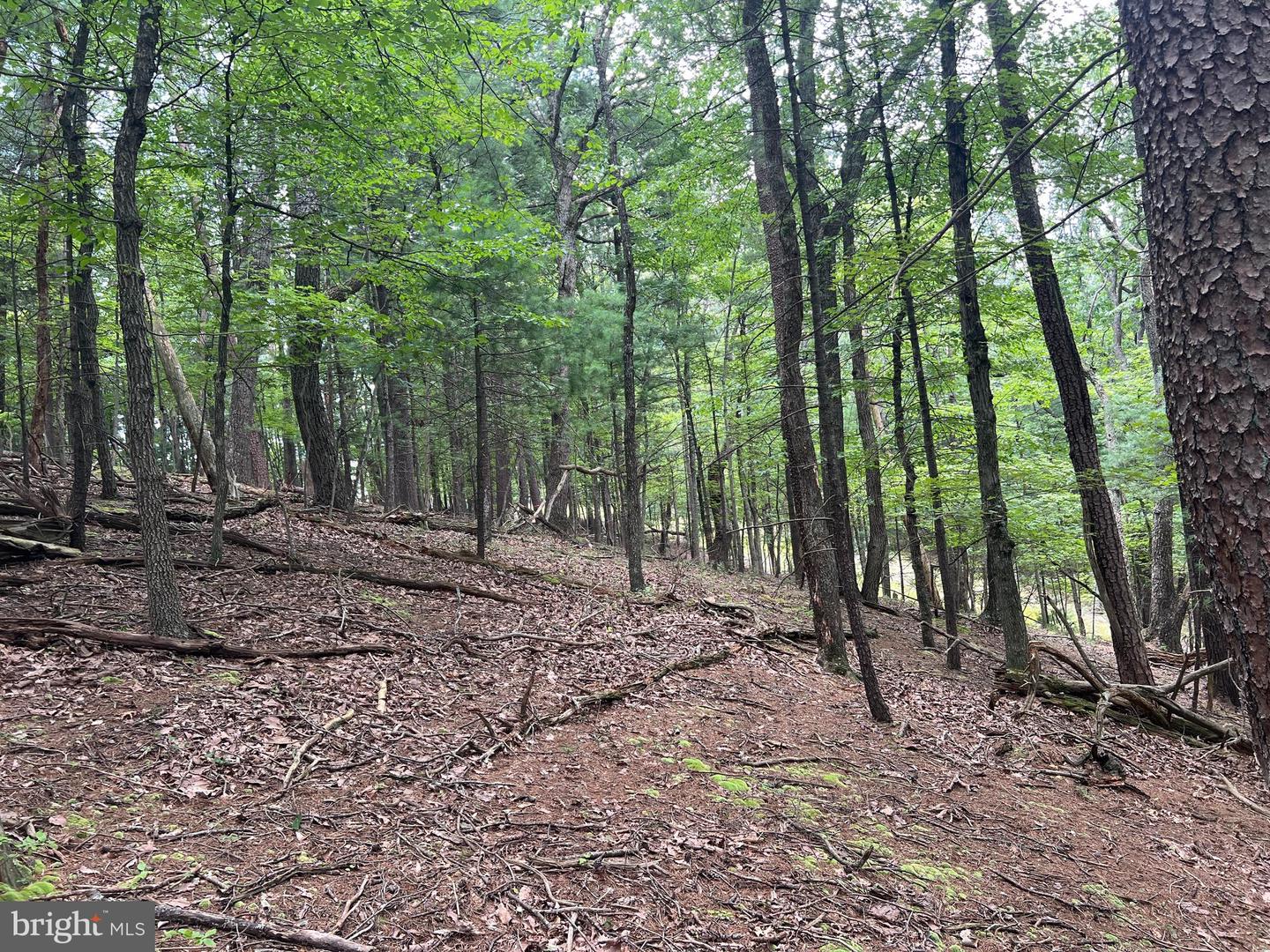 TIMBER RIDGE, MOUNT JACKSON, Virginia 22842, ,Land,For sale,TIMBER RIDGE,VASH2012276 MLS # VASH2012276