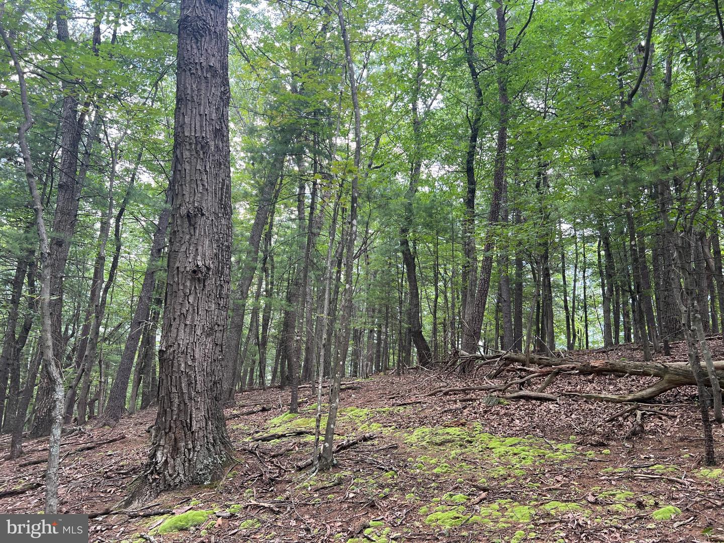 TIMBER RIDGE, MOUNT JACKSON, Virginia 22842, ,Land,For sale,TIMBER RIDGE,VASH2012276 MLS # VASH2012276