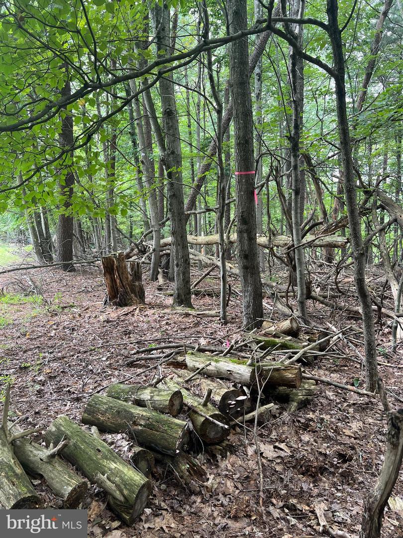 TIMBER RIDGE, MOUNT JACKSON, Virginia 22842, ,Land,For sale,TIMBER RIDGE,VASH2012276 MLS # VASH2012276