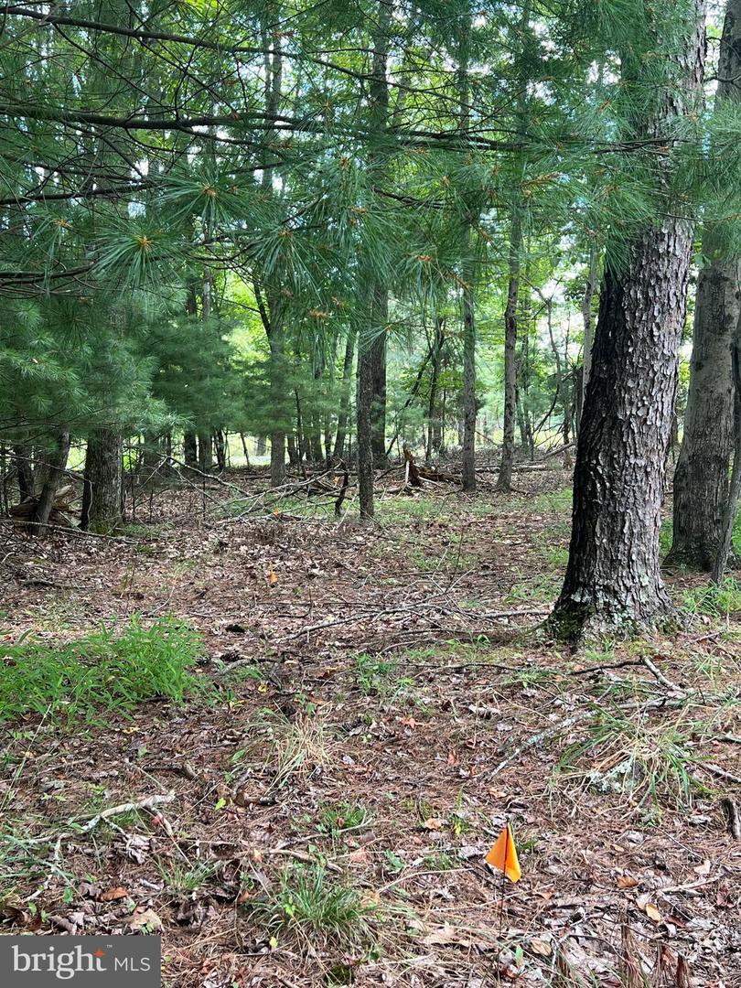 TIMBER RIDGE, MOUNT JACKSON, Virginia 22842, ,Land,For sale,TIMBER RIDGE,VASH2012276 MLS # VASH2012276