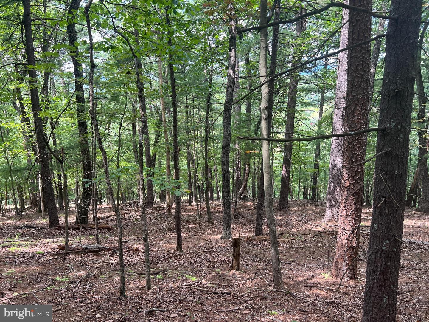 TIMBER RIDGE, MOUNT JACKSON, Virginia 22842, ,Land,For sale,TIMBER RIDGE,VASH2012276 MLS # VASH2012276