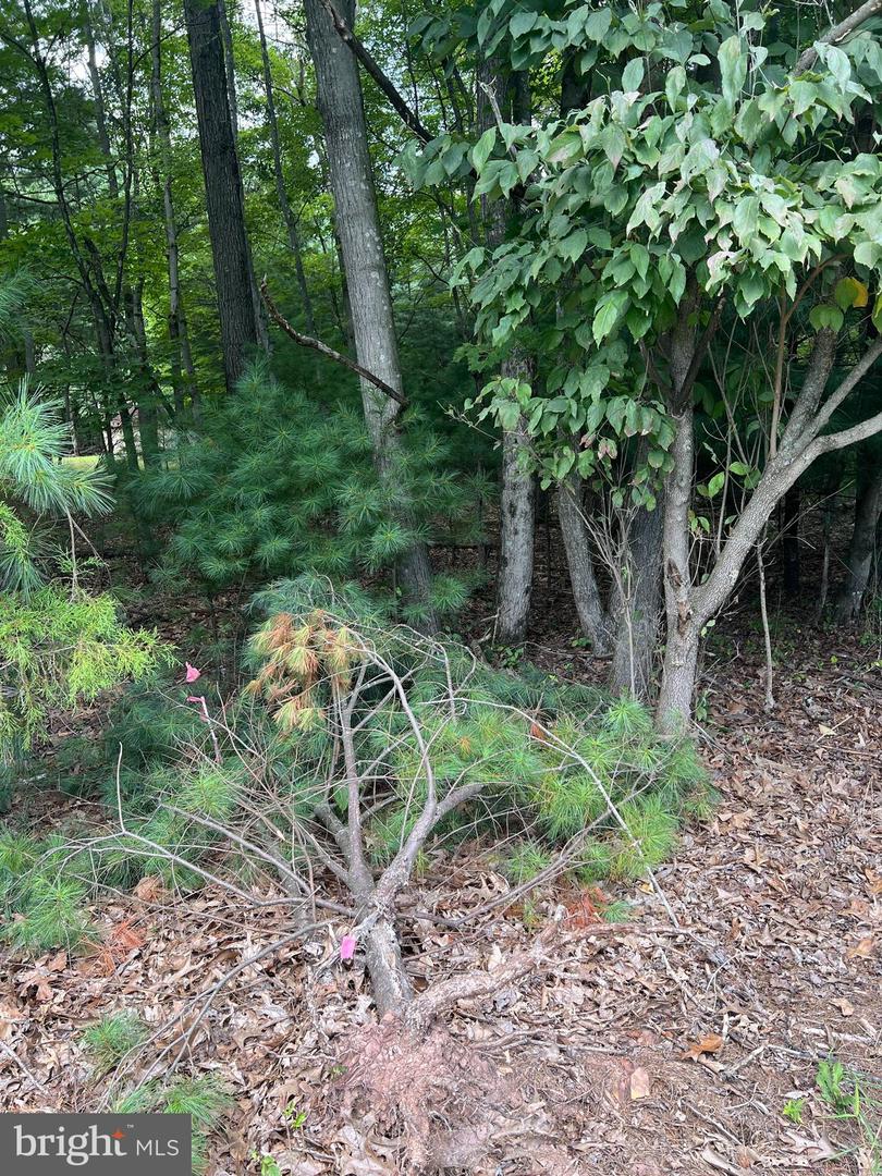 TIMBER RIDGE, MOUNT JACKSON, Virginia 22842, ,Land,For sale,TIMBER RIDGE,VASH2012276 MLS # VASH2012276