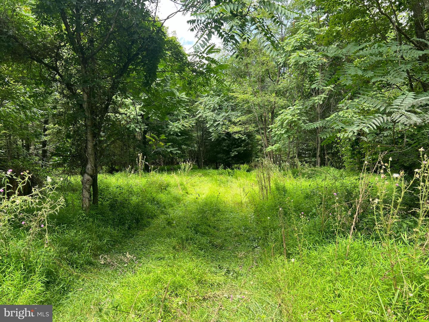 TIMBER RIDGE, MOUNT JACKSON, Virginia 22842, ,Land,For sale,TIMBER RIDGE,VASH2012276 MLS # VASH2012276