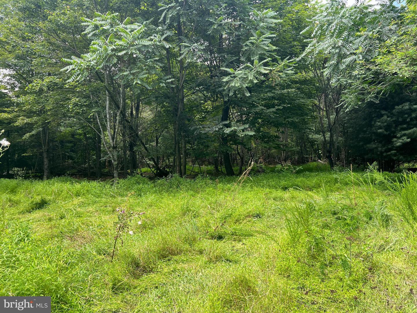 TIMBER RIDGE, MOUNT JACKSON, Virginia 22842, ,Land,For sale,TIMBER RIDGE,VASH2012276 MLS # VASH2012276