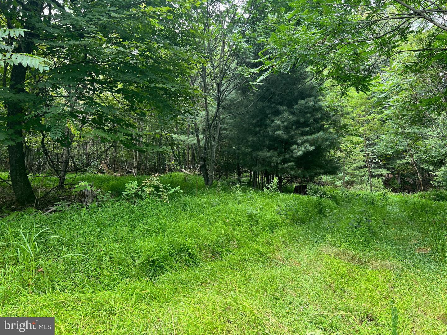 TIMBER RIDGE, MOUNT JACKSON, Virginia 22842, ,Land,For sale,TIMBER RIDGE,VASH2012276 MLS # VASH2012276