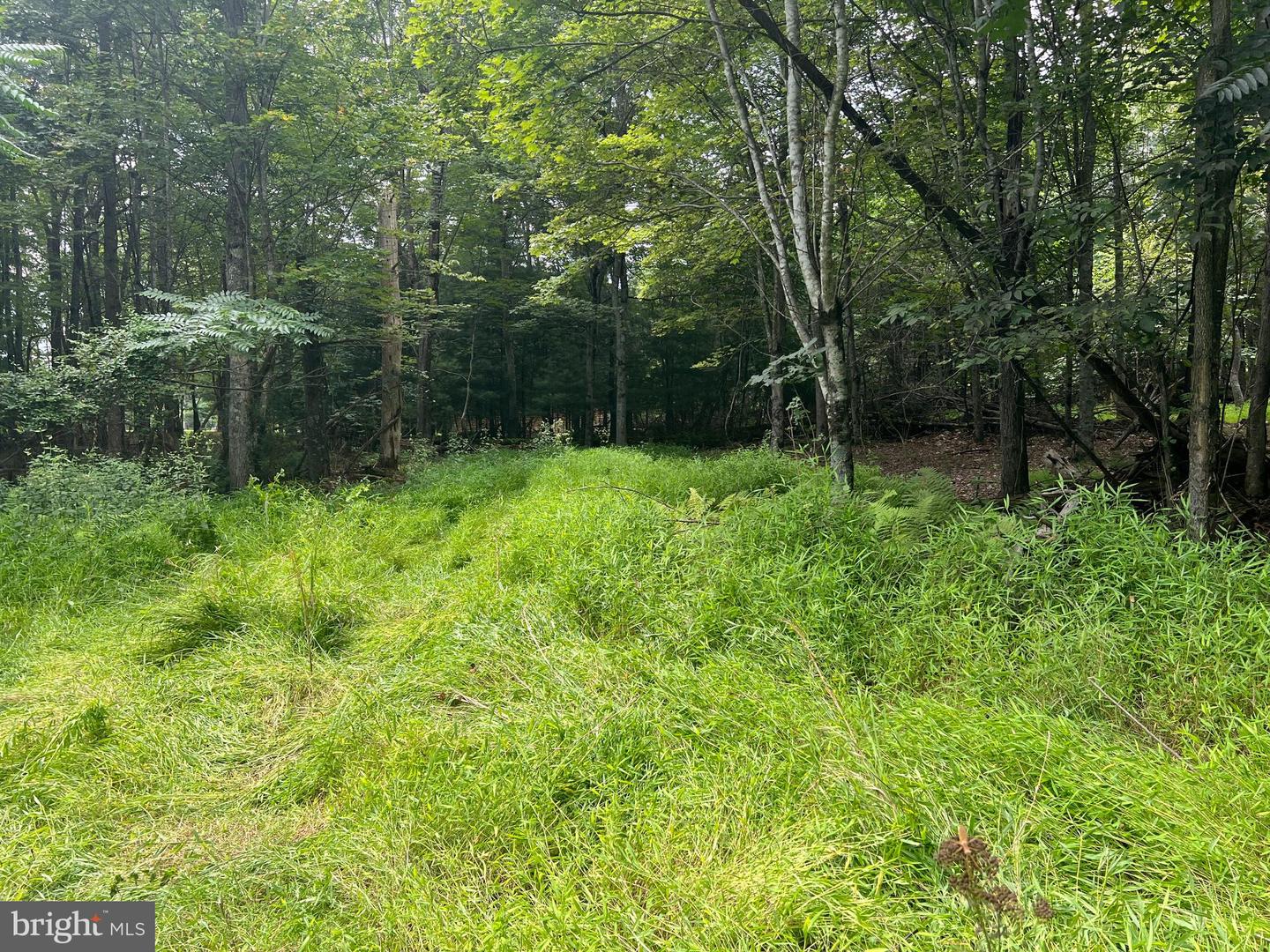 TIMBER RIDGE, MOUNT JACKSON, Virginia 22842, ,Land,For sale,TIMBER RIDGE,VASH2012276 MLS # VASH2012276