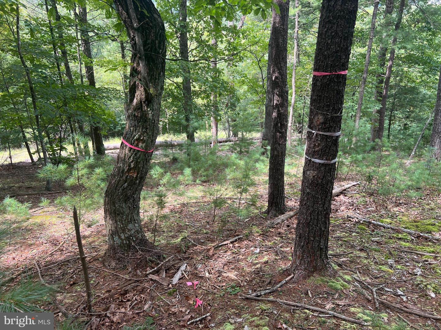 TIMBER RIDGE, MOUNT JACKSON, Virginia 22842, ,Land,For sale,TIMBER RIDGE,VASH2012276 MLS # VASH2012276