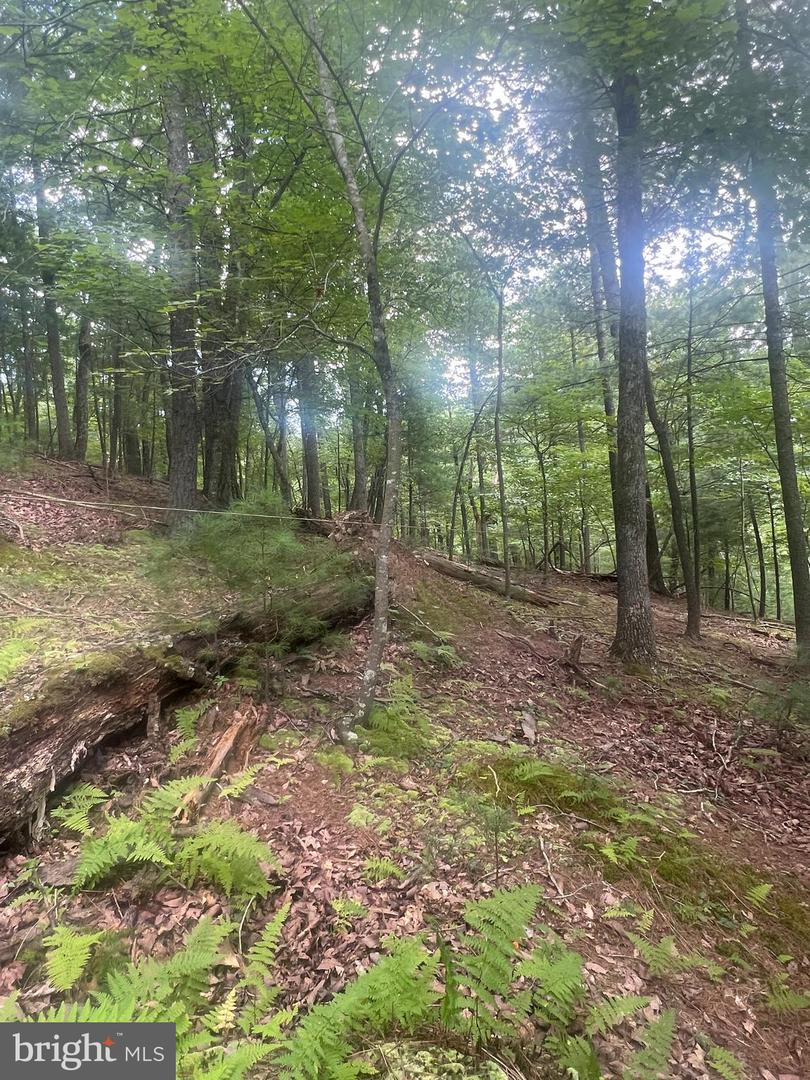 TIMBER RIDGE, MOUNT JACKSON, Virginia 22842, ,Land,For sale,TIMBER RIDGE,VASH2012276 MLS # VASH2012276