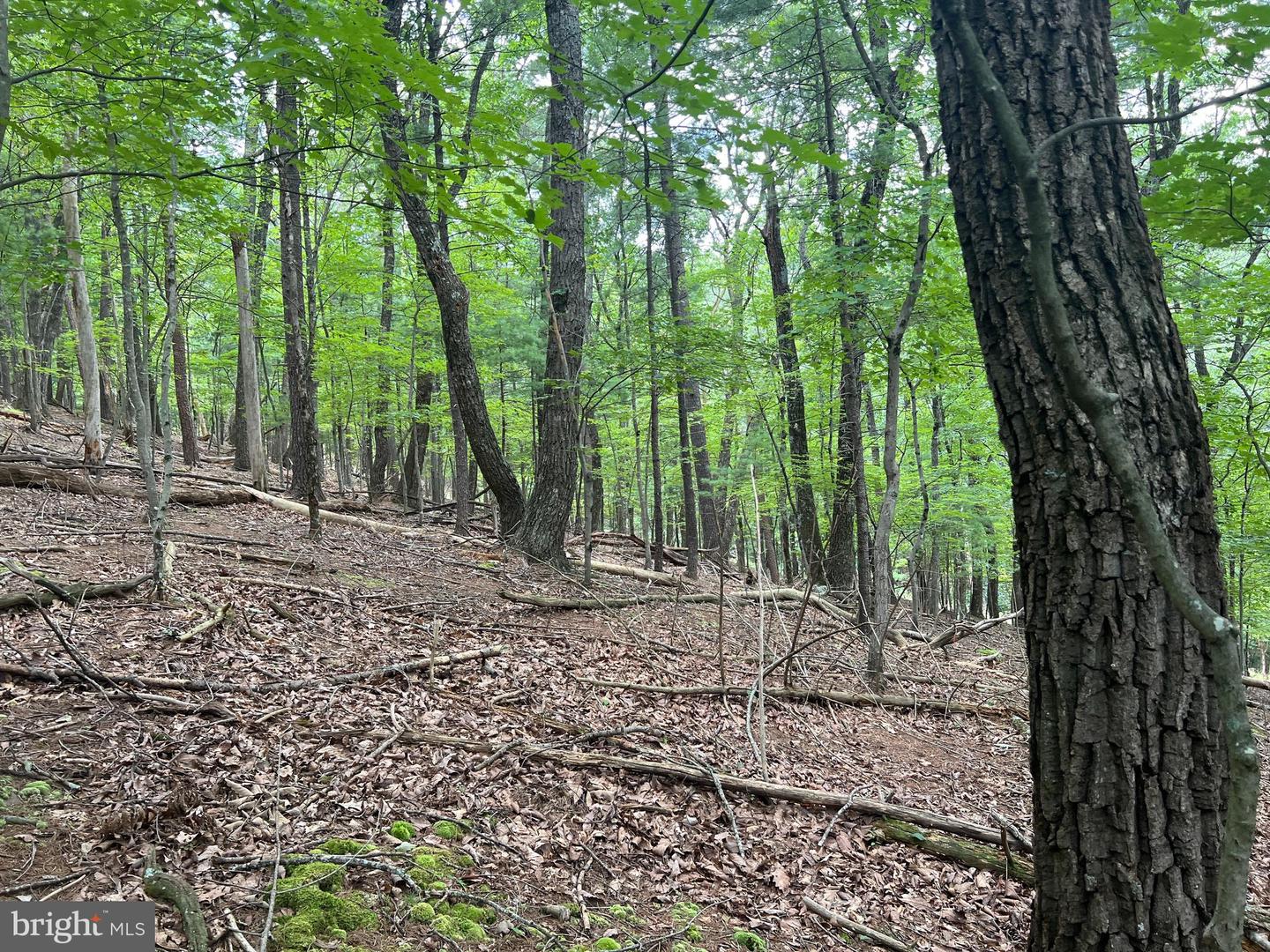 TIMBER RIDGE, MOUNT JACKSON, Virginia 22842, ,Land,For sale,TIMBER RIDGE,VASH2012276 MLS # VASH2012276