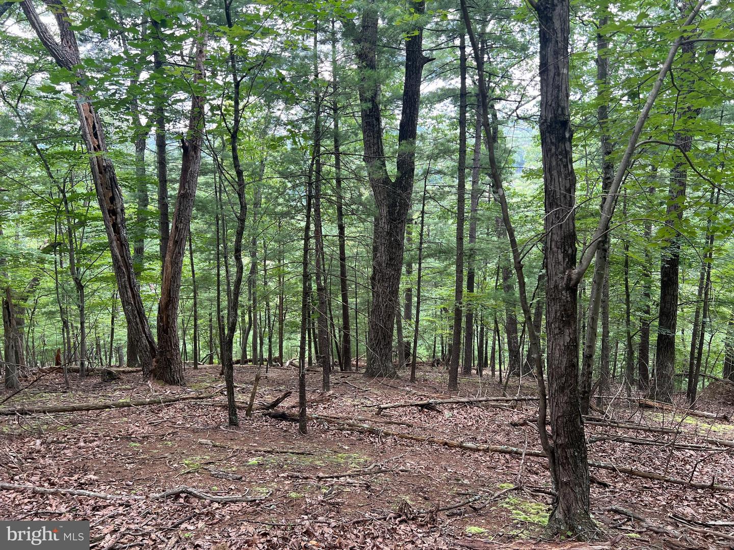 TIMBER RIDGE, MOUNT JACKSON, Virginia 22842, ,Land,For sale,TIMBER RIDGE,VASH2012276 MLS # VASH2012276