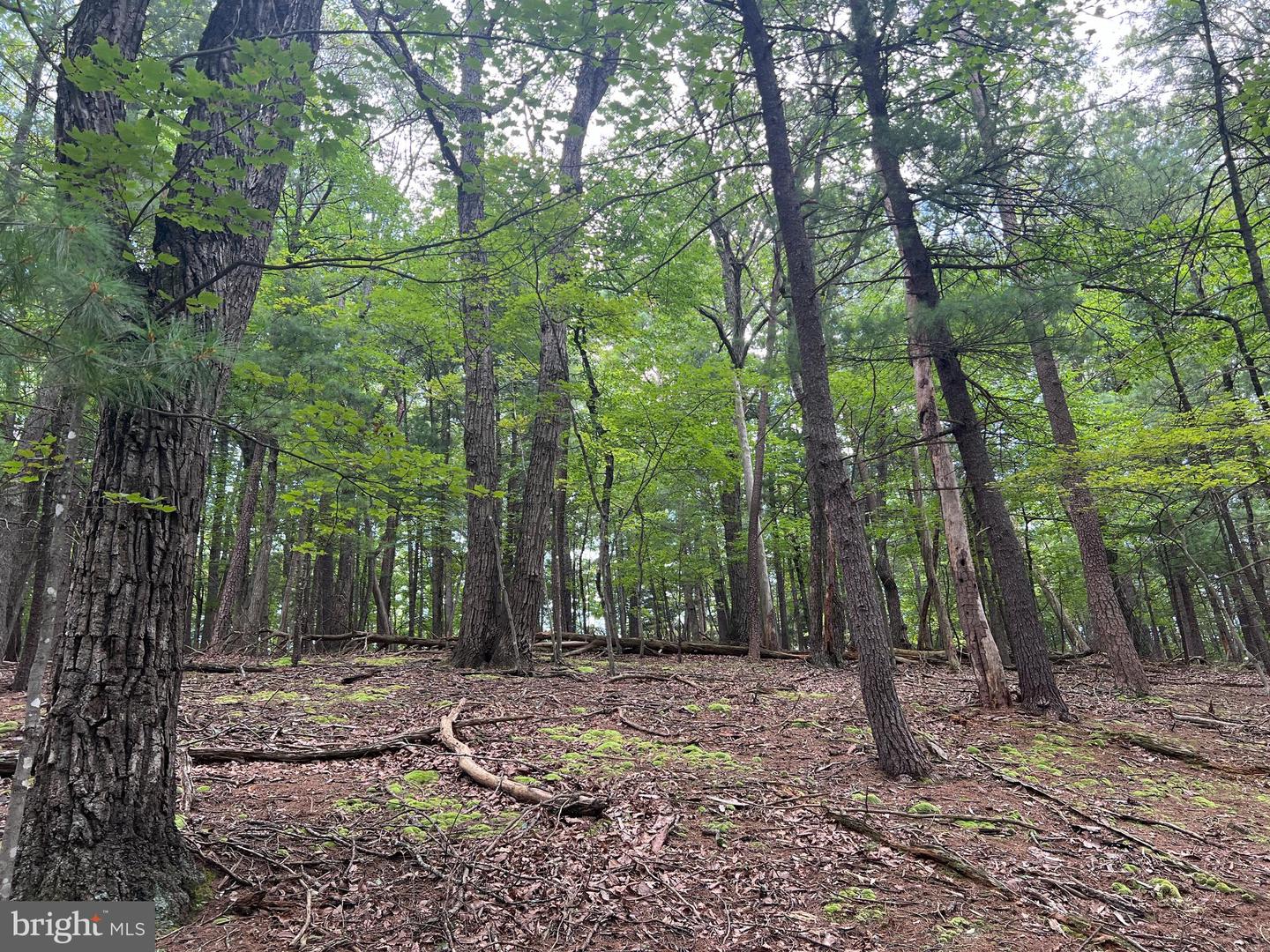 TIMBER RIDGE, MOUNT JACKSON, Virginia 22842, ,Land,For sale,TIMBER RIDGE,VASH2012276 MLS # VASH2012276