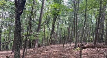 TIMBER RIDGE, MOUNT JACKSON, Virginia 22842, ,Land,For sale,TIMBER RIDGE,VASH2012276 MLS # VASH2012276
