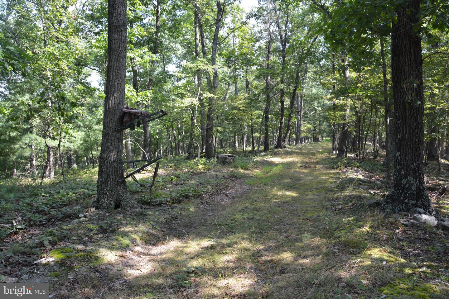 BRUSH CREEK RD #30+ ACRES, CROSS JUNCTION, Virginia 22625, ,Land,For sale,BRUSH CREEK RD #30+ ACRES,VAFV2036252 MLS # VAFV2036252