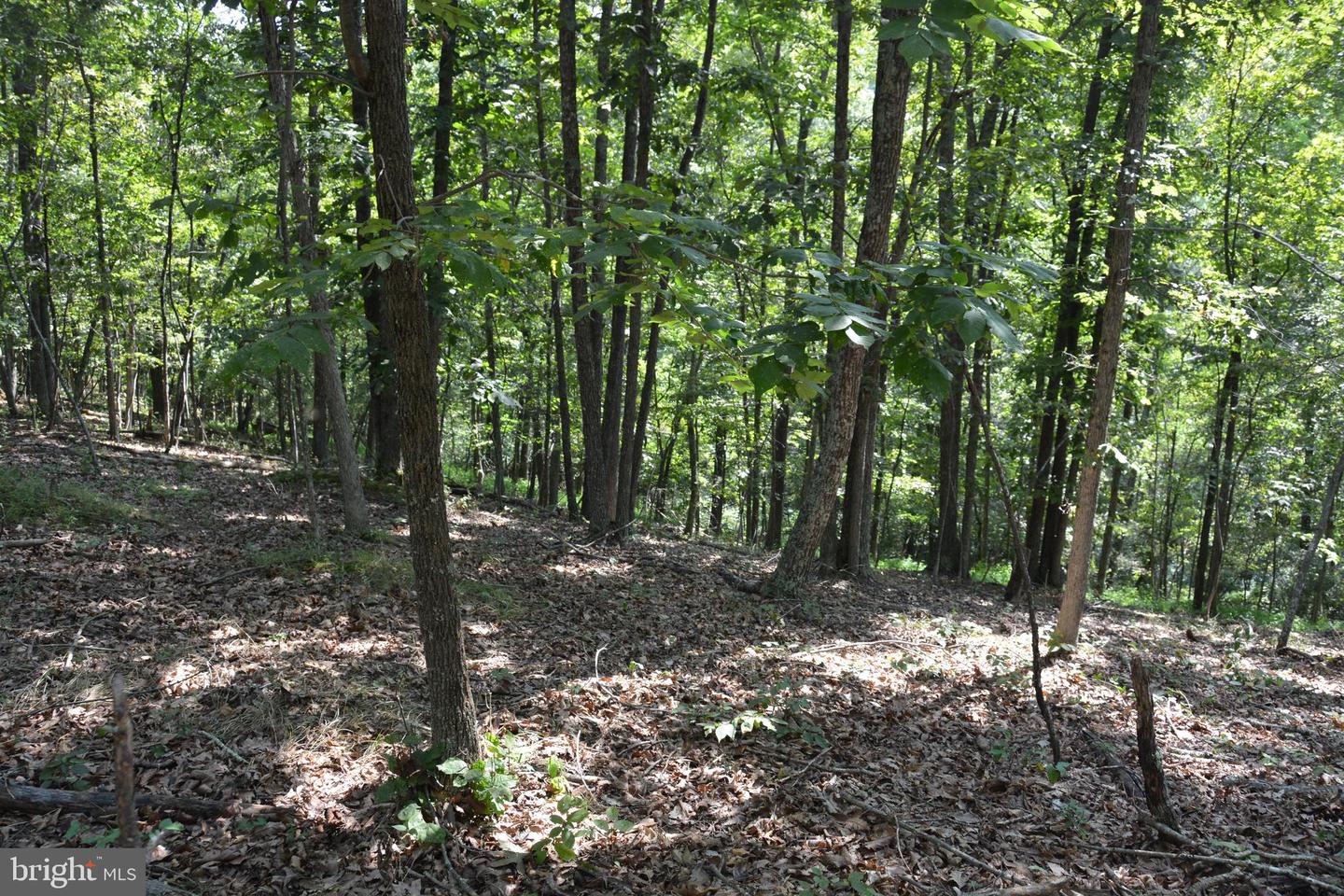 BRUSH CREEK RD #30+ ACRES, CROSS JUNCTION, Virginia 22625, ,Land,For sale,BRUSH CREEK RD #30+ ACRES,VAFV2036252 MLS # VAFV2036252