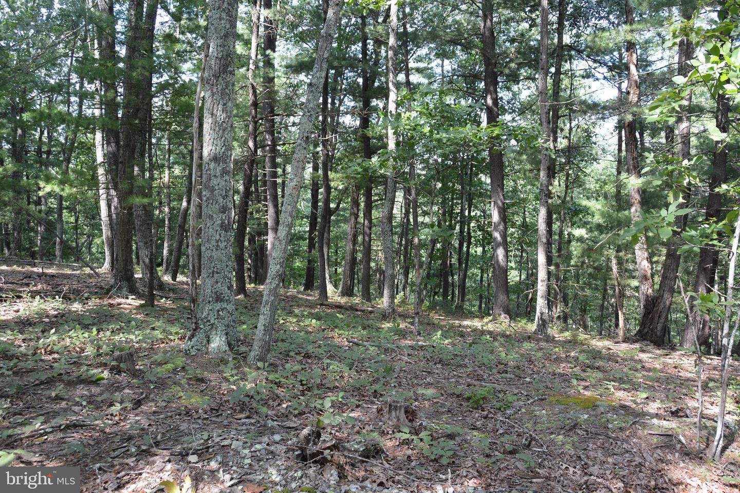 BRUSH CREEK RD #30+ ACRES, CROSS JUNCTION, Virginia 22625, ,Land,For sale,BRUSH CREEK RD #30+ ACRES,VAFV2036252 MLS # VAFV2036252