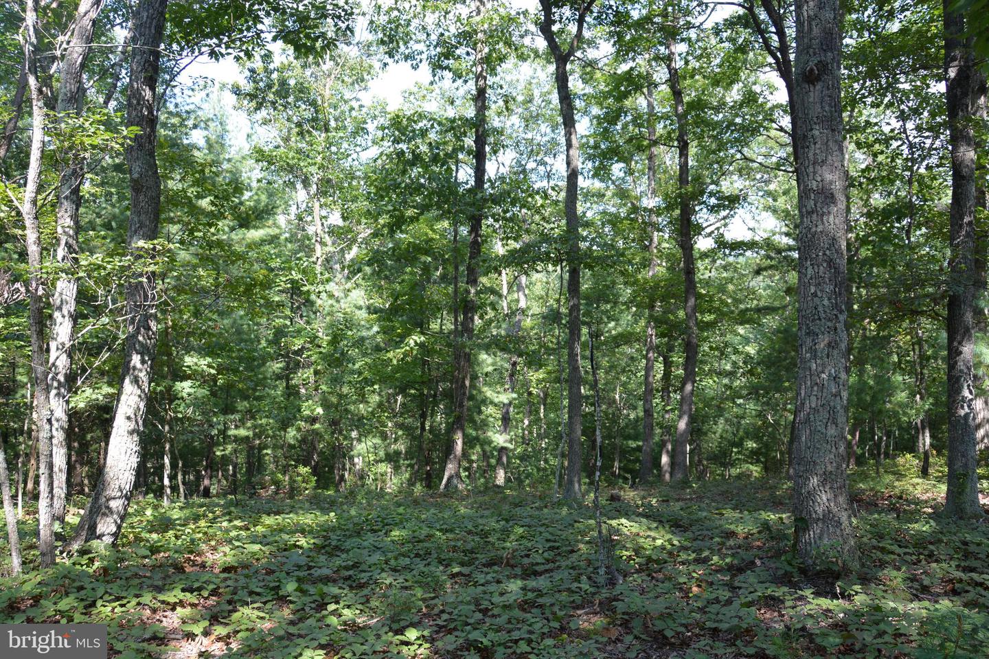 BRUSH CREEK RD #30+ ACRES, CROSS JUNCTION, Virginia 22625, ,Land,For sale,BRUSH CREEK RD #30+ ACRES,VAFV2036252 MLS # VAFV2036252