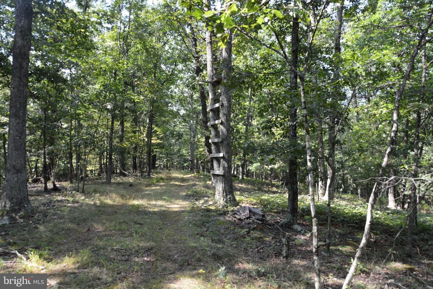 BRUSH CREEK RD #30+ ACRES, CROSS JUNCTION, Virginia 22625, ,Land,For sale,BRUSH CREEK RD #30+ ACRES,VAFV2036252 MLS # VAFV2036252