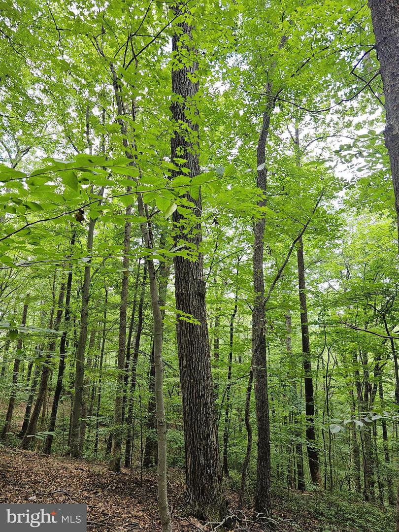 GAAR MOUNTAIN RD, MADISON, Virginia 22727, ,Land,For sale,GAAR MOUNTAIN RD,VAMA2002360 MLS # VAMA2002360