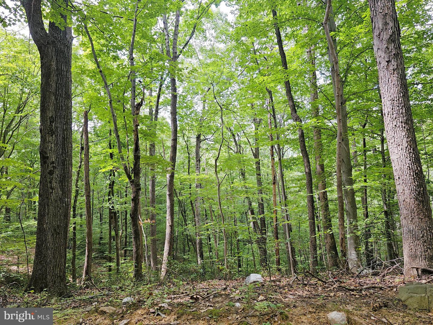 GAAR MOUNTAIN RD, MADISON, Virginia 22727, ,Land,For sale,GAAR MOUNTAIN RD,VAMA2002360 MLS # VAMA2002360
