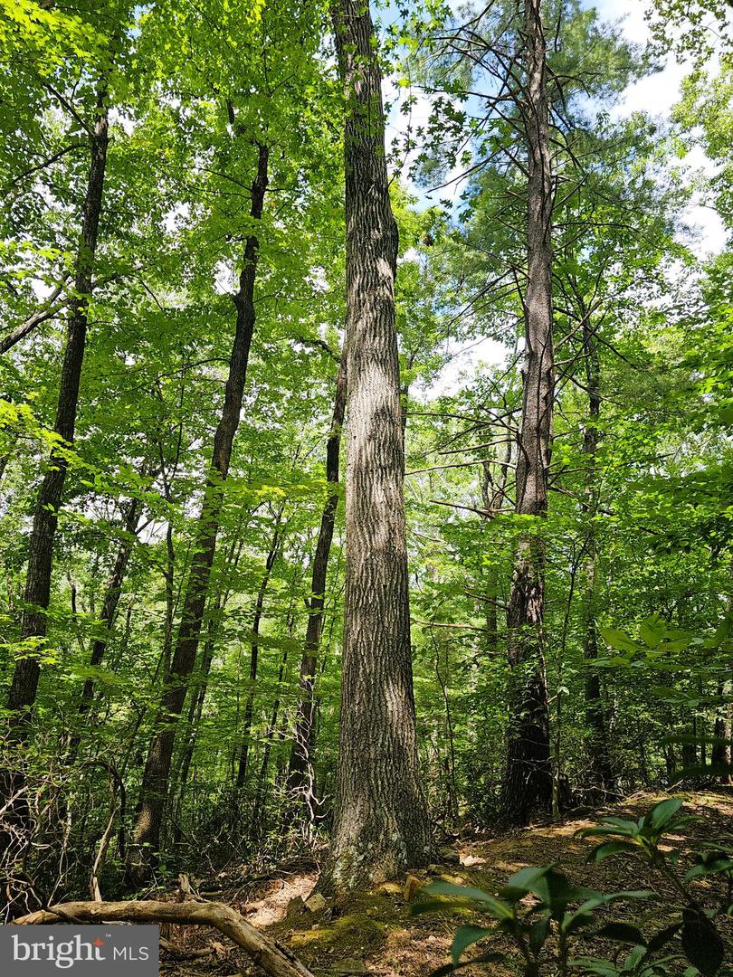 GAAR MOUNTAIN RD, MADISON, Virginia 22727, ,Land,For sale,GAAR MOUNTAIN RD,VAMA2002360 MLS # VAMA2002360