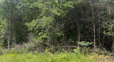 LOT 3 BUCKNER RD, MINERAL, Virginia 23117, ,Land,For sale,LOT 3 BUCKNER RD,VALA2008448 MLS # VALA2008448