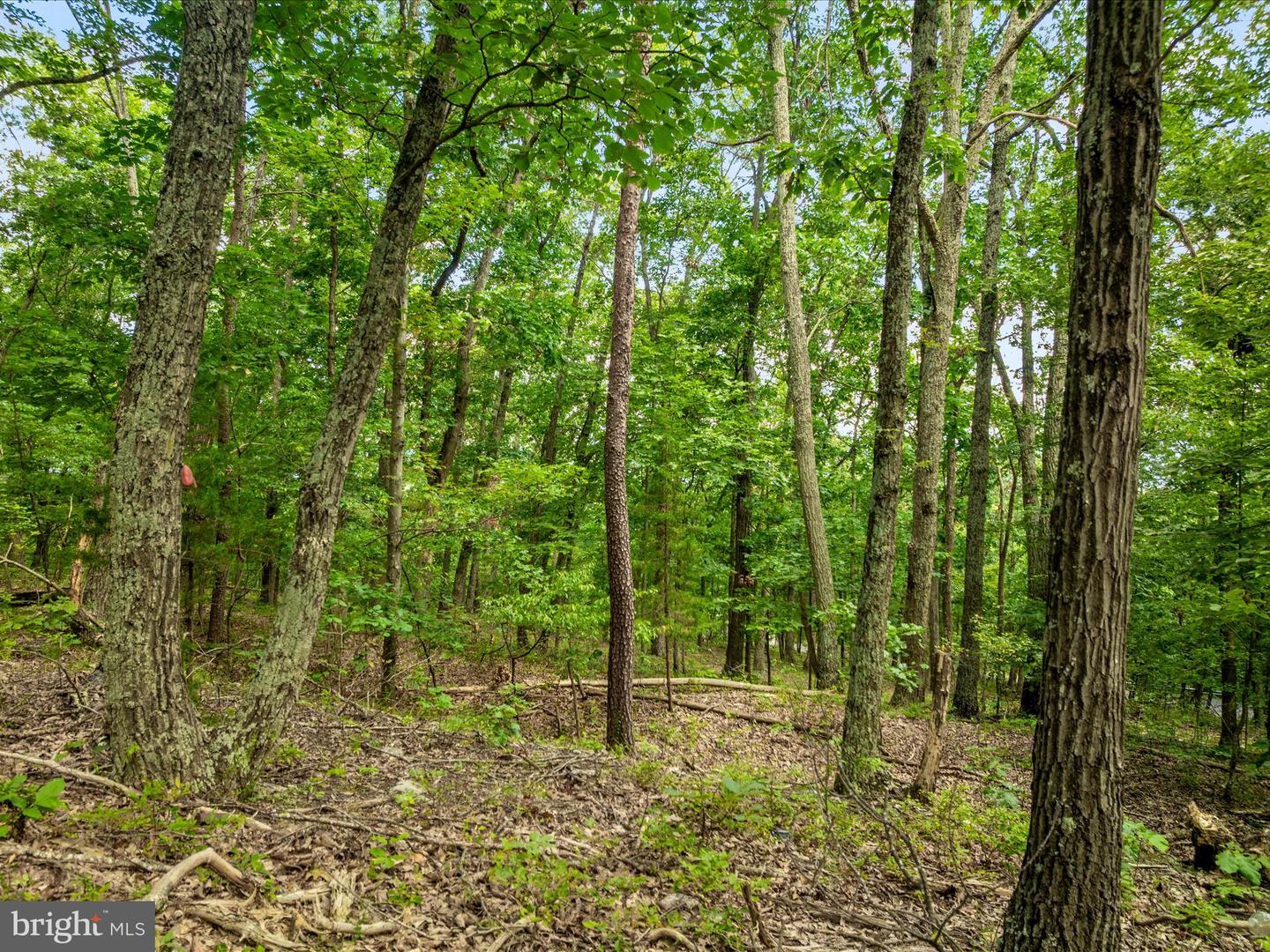 0 FORT VALLEY, LURAY, Virginia 22835, ,Land,For sale,0 FORT VALLEY,VAPA2005276 MLS # VAPA2005276 0 FORT VALLEY, LURAY, Virginia 22835, ,Land,For sale,0 FORT VALLEY,VAPA2005276 MLS # VAPA2005276