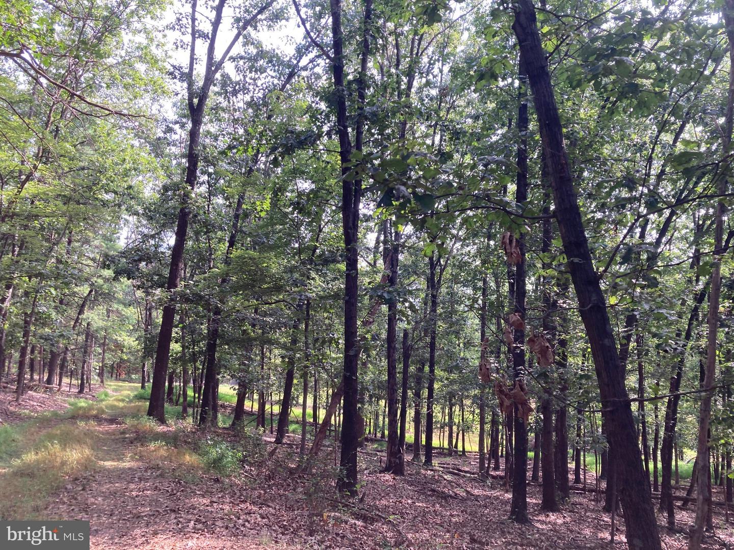 000 LIGHT RD, WINCHESTER, Virginia 22603, ,Land,For sale,000 LIGHT RD,VAFV2036190 MLS # VAFV2036190