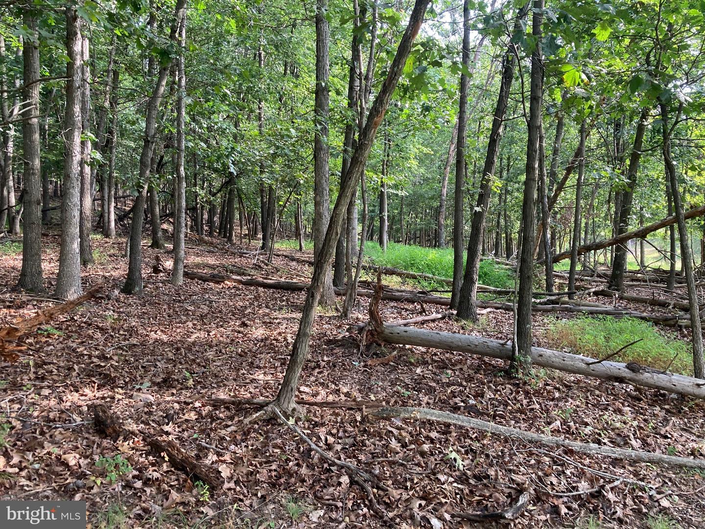 000 LIGHT RD, WINCHESTER, Virginia 22603, ,Land,For sale,000 LIGHT RD,VAFV2036190 MLS # VAFV2036190