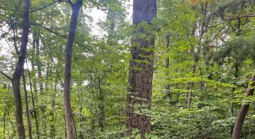 LOT 3 TOMAHAWK LN, EDINBURG, Virginia 22824, ,Land,For sale,LOT 3 TOMAHAWK LN,VASH2012202 MLS # VASH2012202